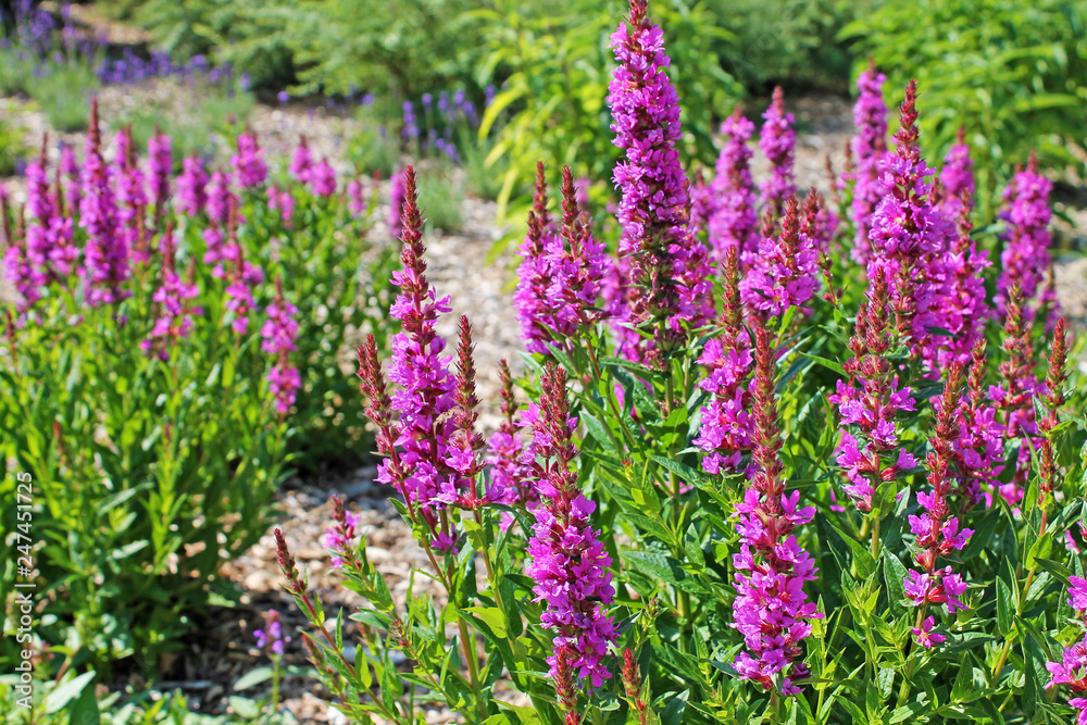Blooming purple loosestrife (Lythrum salicaria) growing at a garden. Blooming purple loosestrife (Lythrum salicaria) growing at a garden.