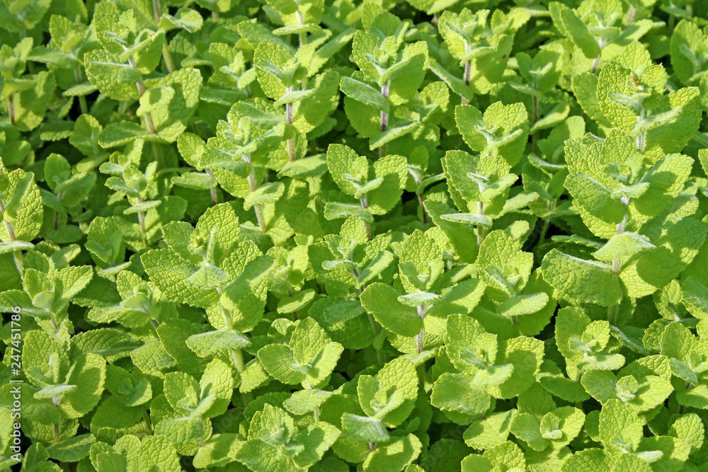 Fresh mint herb background close up. Fresh mint herb background close up.