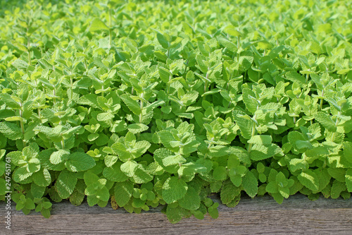 Fresh mint herb background close up. 