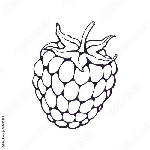 Vector illustration. Hand drawn doodle of blackberry or raspberry fruit with stem. Healthy diet and vegetarian food. Cartoon sketch. Decoration for packaging, menus. Isolated on white background  