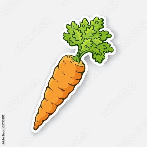 Vector illustration. Carrot with a stem of green leaves. Healthy vegetarian food. Ingredient for salad. Decoration for signboards, menus. Sticker with contour. Isolated on white background