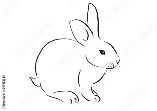 beautiful rabbit illustration