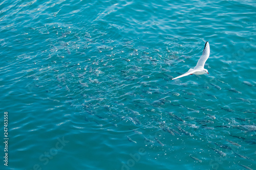 Flying seagull(Black-headed gull) and shoal of fish(gray mullet) in the sea. © loveallyson