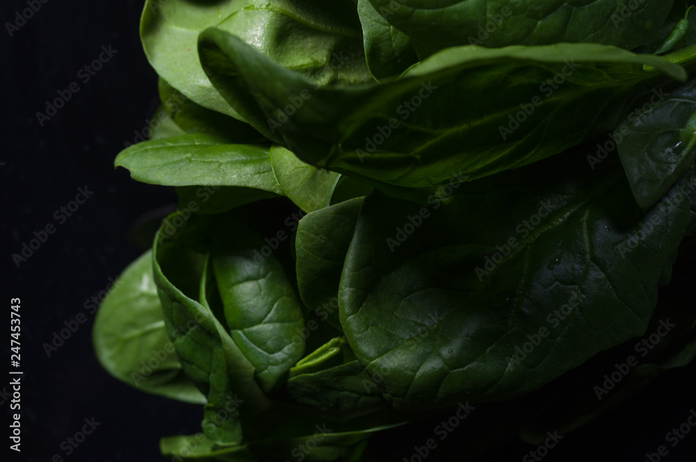Fototapeta premium Spinach leaves on a dark background. Light and shadow.