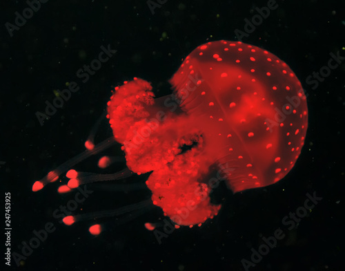 Slika na platnu Sea Common jellyfish underwater light effect