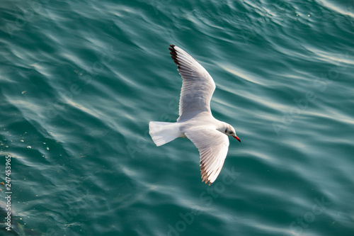 Seagull(Black-headed gull) is flying over the sea. © loveallyson