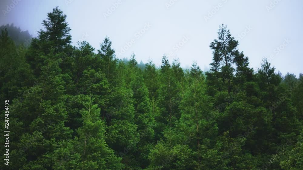 dense picturesque forest in dense fog in summer dense picturesque forest in dense fog in summer