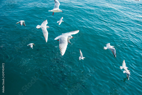 Flying seagulls Black-headed gull  and shoal of fish in the sea.