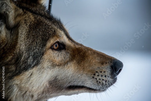 Deatiled portrait of grey wolf Canis lupus