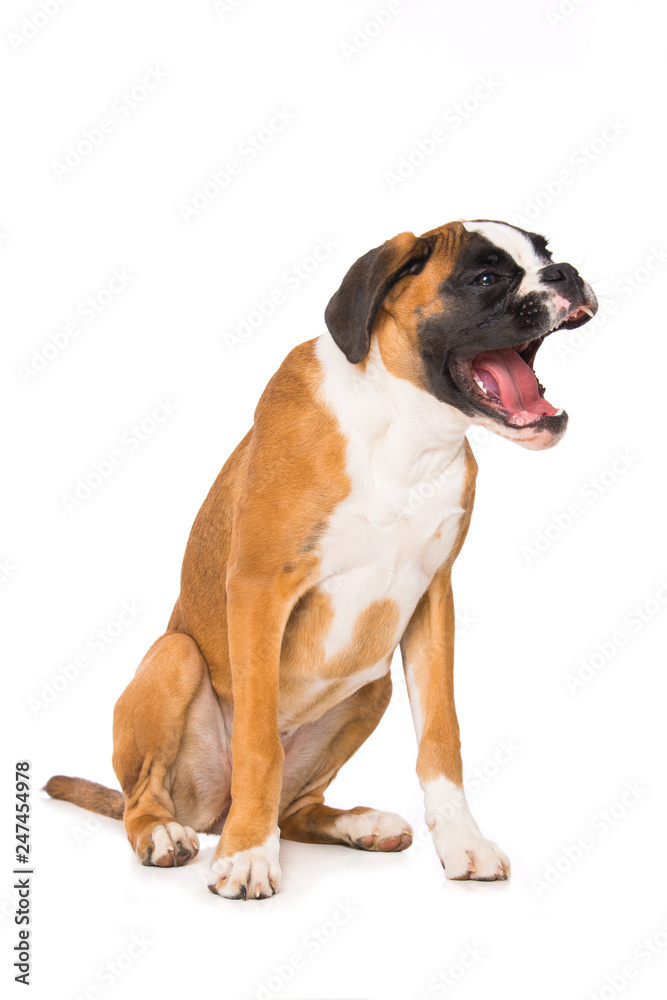 Young yawning boxer dog isolated on white background