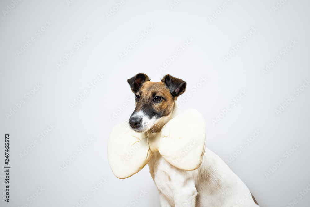 Smooth fox terrier puppy with toy bow tie sitting in isolated studio background. Portrait of young dog with bow tie at home posing in white studio background