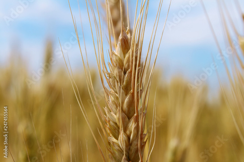 ripe wheat ear