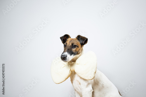Smooth fox terrier puppy with toy bow tie sitting in isolated studio background. Portrait of young dog with bow tie at home posing in white studio background