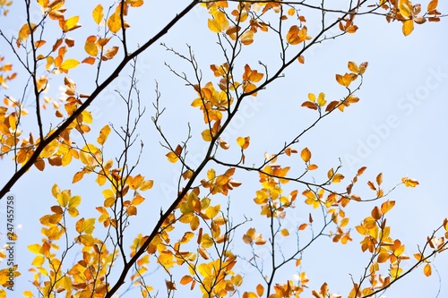 Beautiful golden beech leaves background