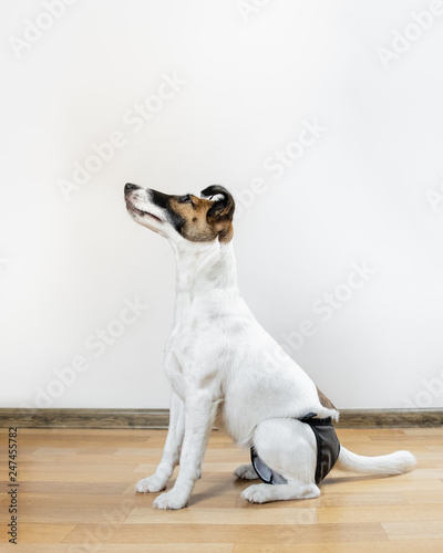 Cute intelligent puppy in washable diaper sits on the floor. Smooth fox terrier dog in washable diaper sitting in a room. © Photoboyko