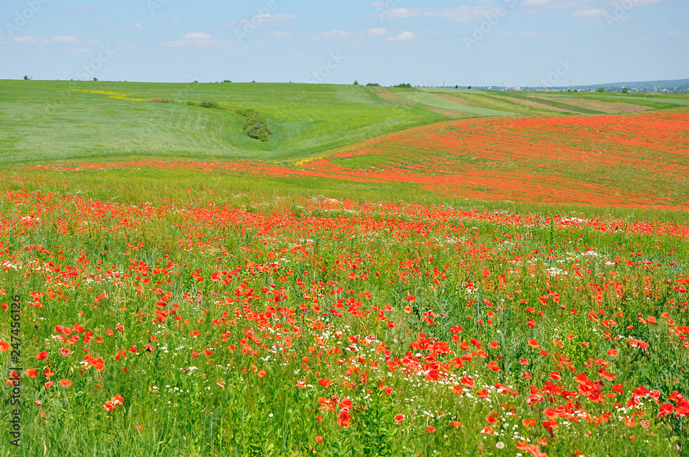 Summer field of red poppies