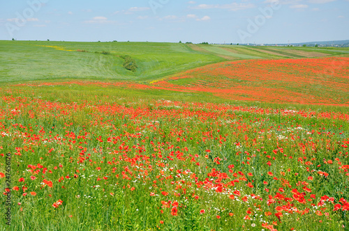 Summer field of red poppies