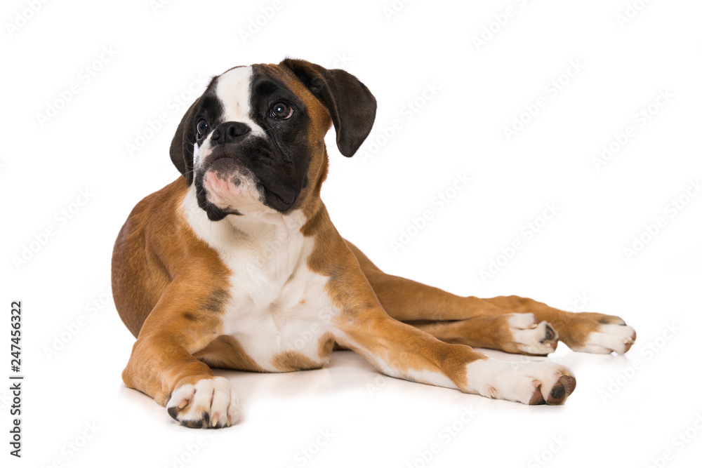 Young boxer dog isolated on white background