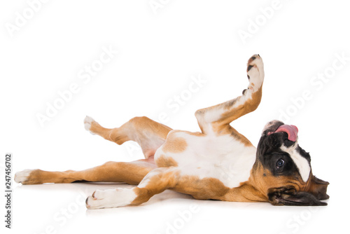 Fototapeta Naklejka Na Ścianę i Meble -  Young boxer dog lying on back isolated on white background