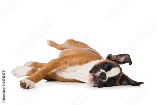 Fototapeta Naklejka Na Ścianę i Meble -  Young boxer dog isolated on white background
