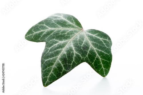 Ivy leaf close up, isolated.