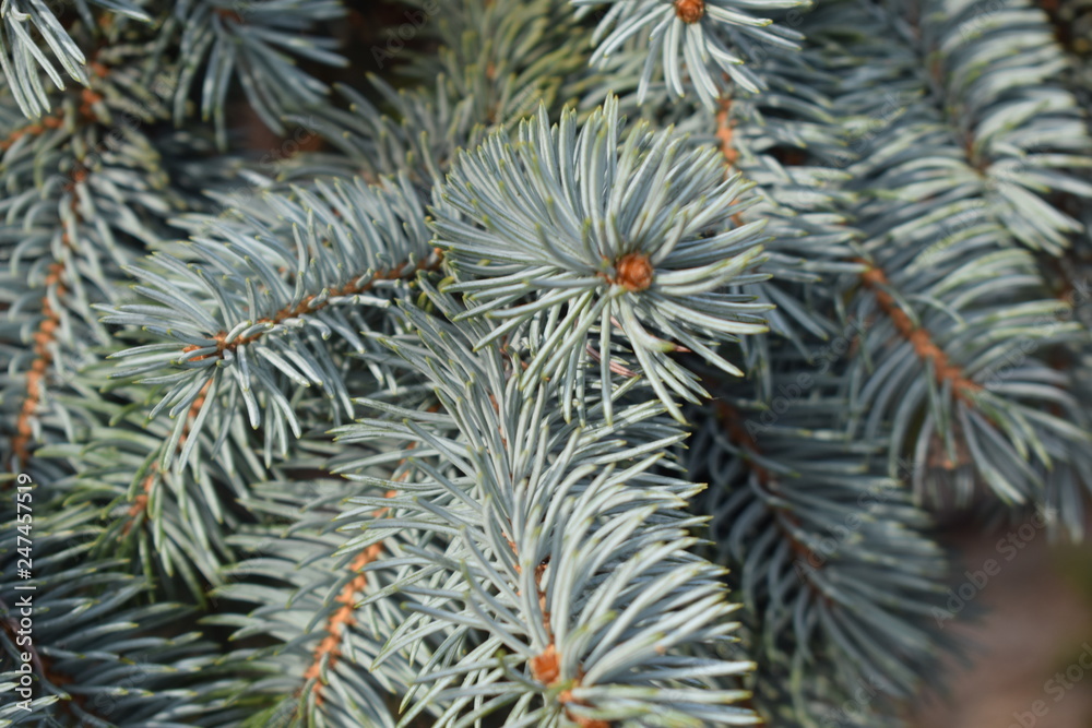 branch of a tree branch of a tree