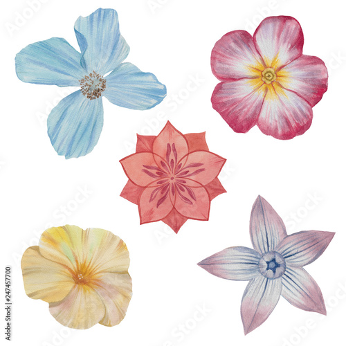 A set of flowers. Hand draw watercolor illustration..Watercolor painting set of five flowers isolated on white. Design element..