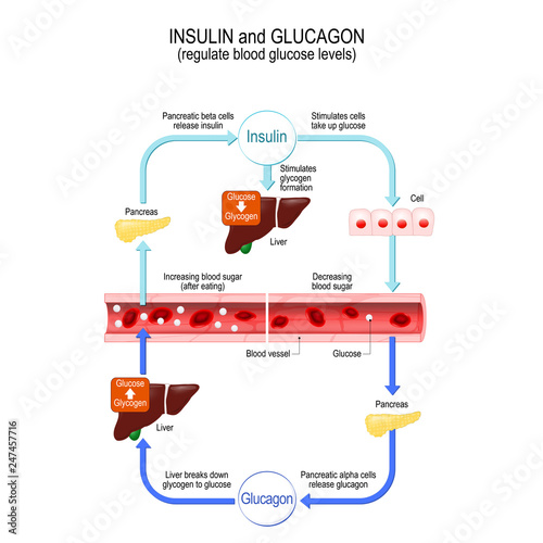 Insulin and glucagon regulate blood glucose levels. Liver and pancreas