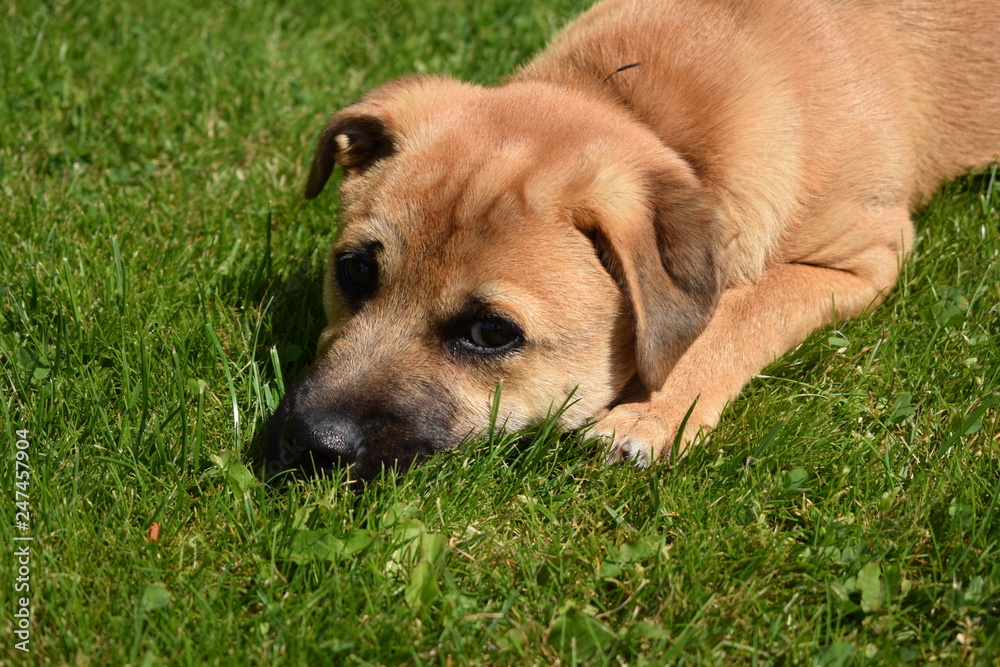 dog lying on grass