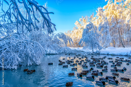 Canvas Print Ducks in a water pond a snowy winter day in February, just outside Stockholm, Sw