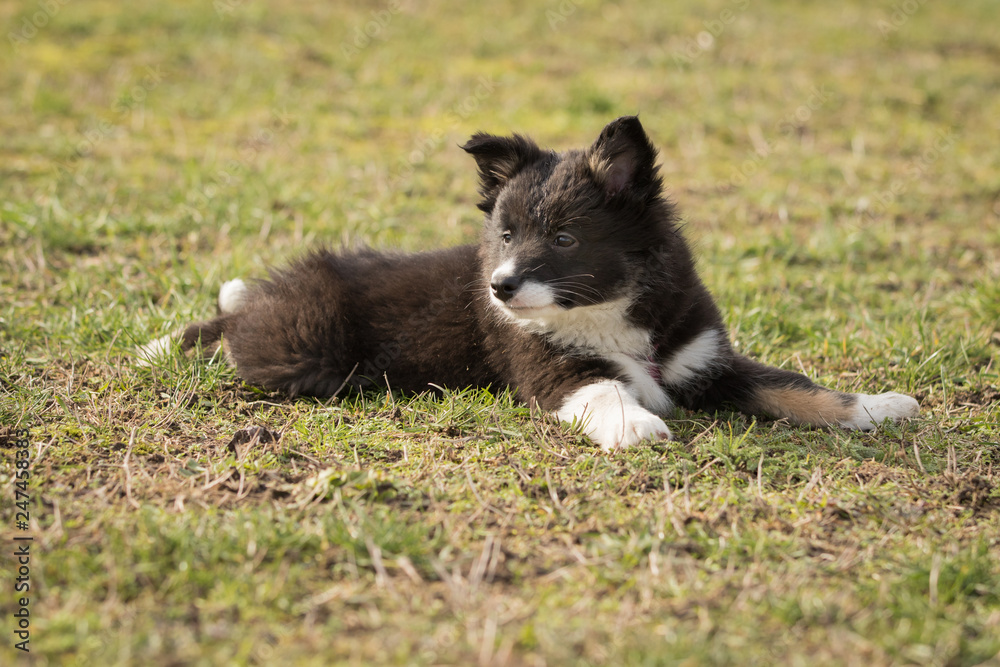 Fototapeta premium Islandhund Welpe