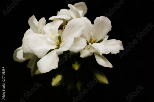white flowers of tree