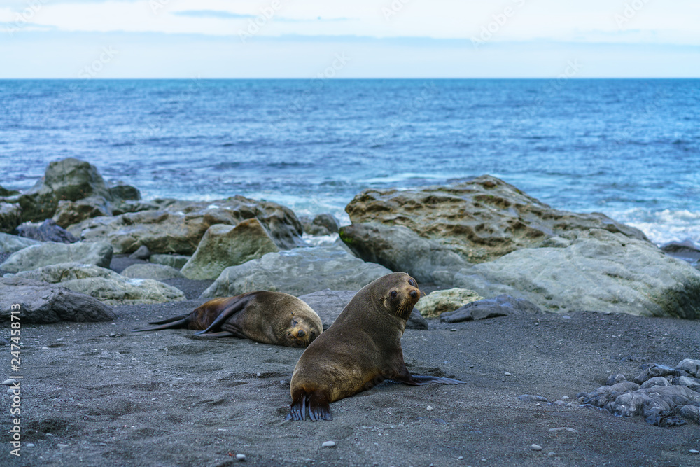 Fototapeta premium fur seals at the coast of cape palliser, new zealand 8