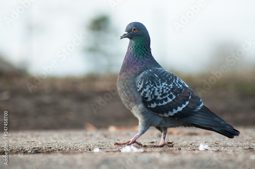 portrait of pigeon walking in urban park © pixarno
