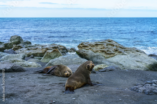 fur seals at the coast of cape palliser, new zealand 8