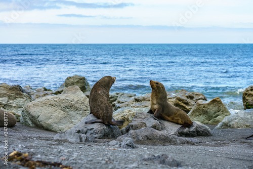 fur seals at the coast of cape palliser, new zealand 11