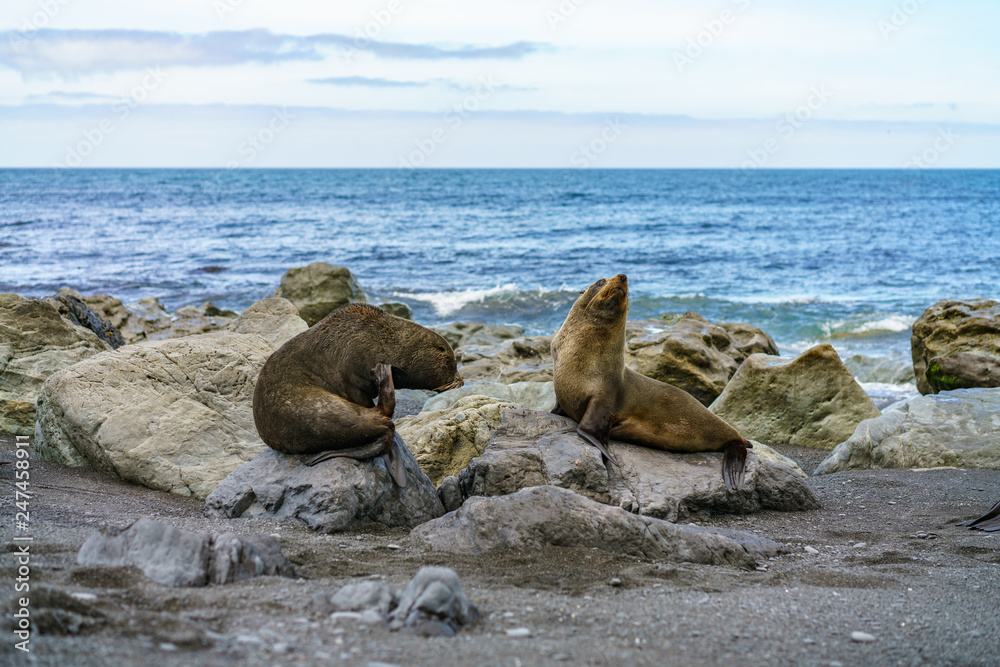 fur seals at the coast of cape palliser, new zealand 13