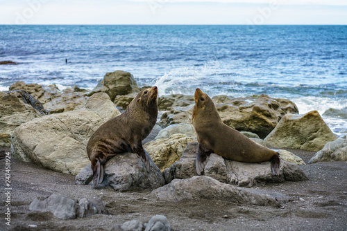 fur seals at the coast of cape palliser, new zealand 14