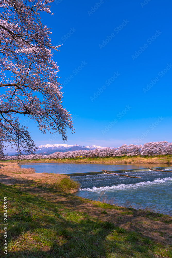 full bloom beautiful pink cherry blossoms flowers ( sakura ) in springtime sunny day