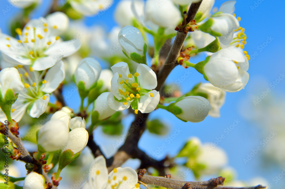 White flowers on the branches of trees in the spring