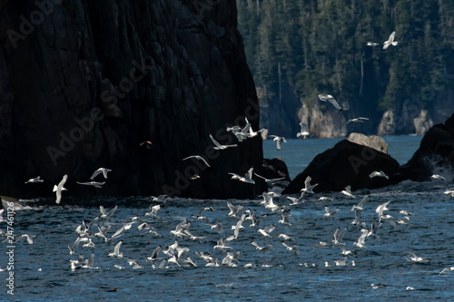 Canvas Print Black-legged kittiwake feeding frenzy;  Alaska