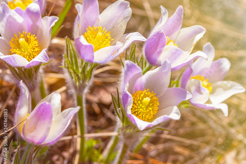 Pasqueflower, spring bloom, bright colorful macro on a sunny April day © Olga Soloveva