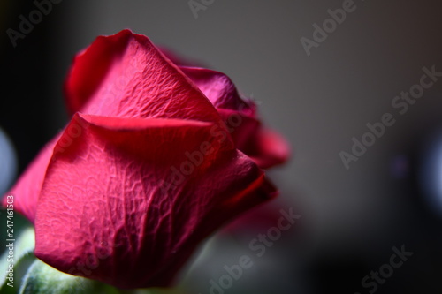 red rose on black background