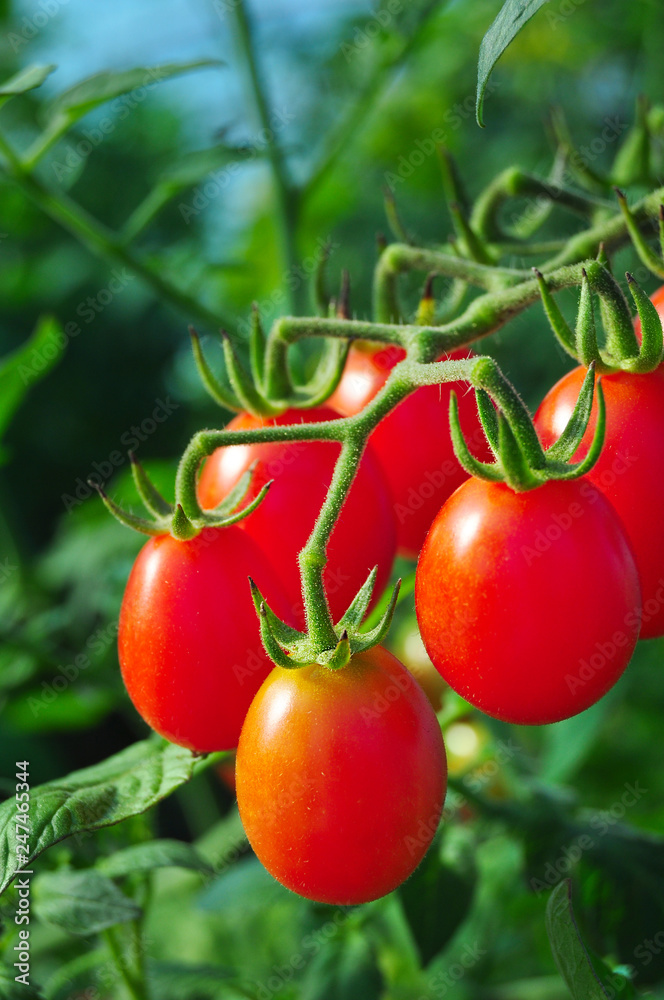 Cherry tomatoes in the garden, organic healthy food
