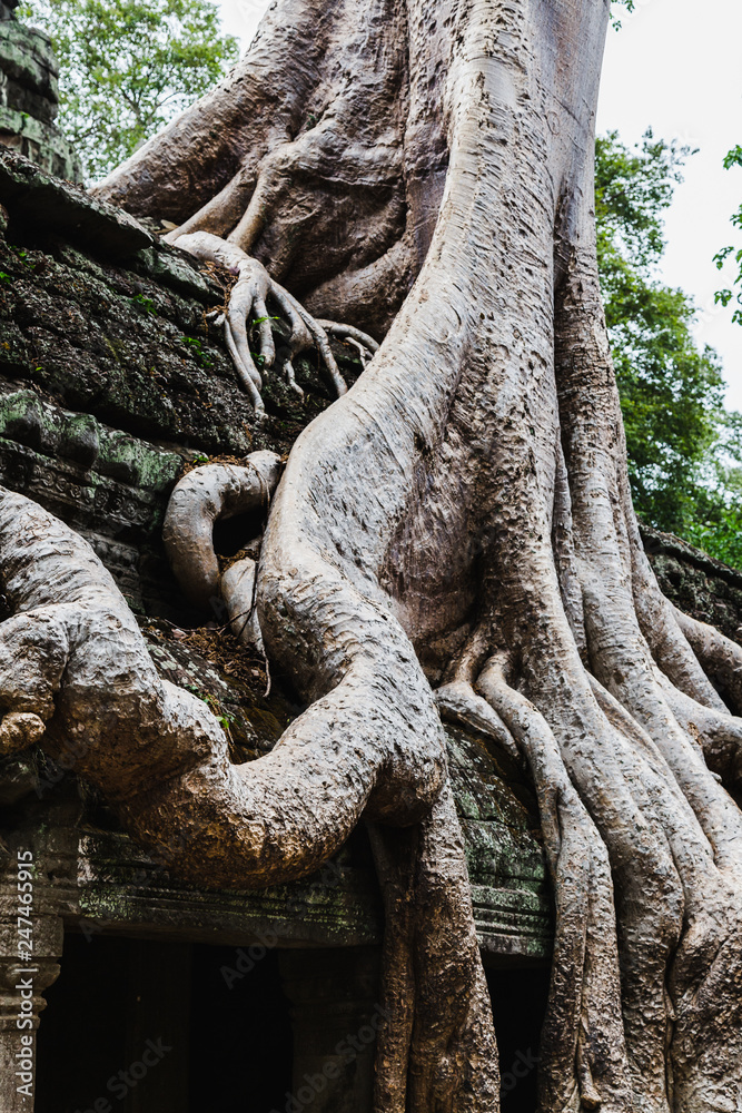 Giant tree roots covering temple in Siem Reap park, Cambodia