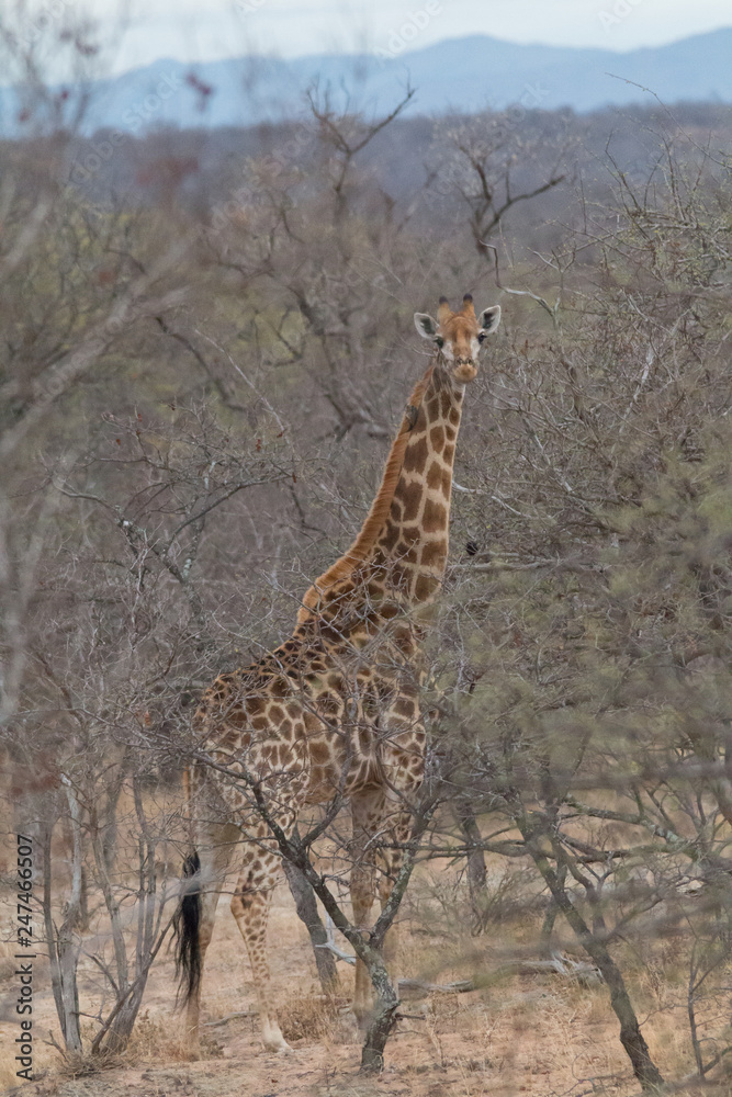 Fototapeta premium Giraffe in the Kruger National Park, South Africa