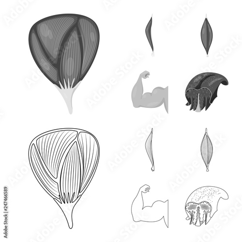 Isolated object of fiber and muscular sign. Collection of fiber and body  stock symbol for web.