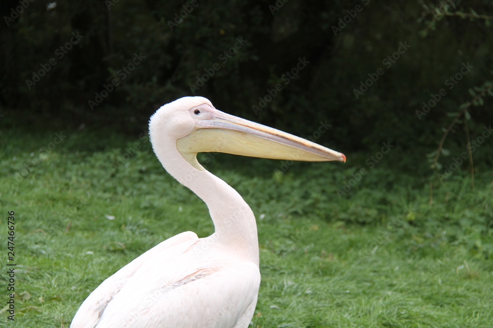 An Elegant Adult Eastern White Pelican Bird.