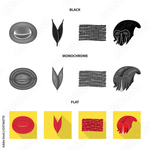 Vector illustration of fiber and muscular icon. Set of fiber and body  stock vector illustration.