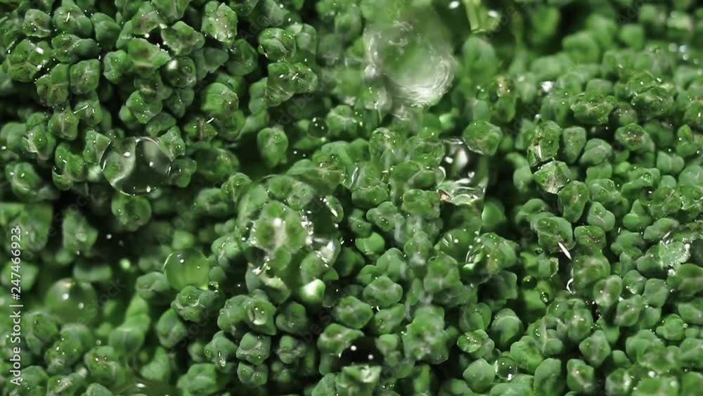 Green fresh broccoli in a closeup view as clean liquid water sprays over the vegetable Green fresh broccoli in a closeup view as clean liquid water sprays over the vegetable